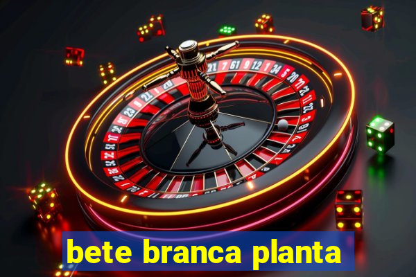 bete branca planta